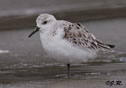 Calidris alba